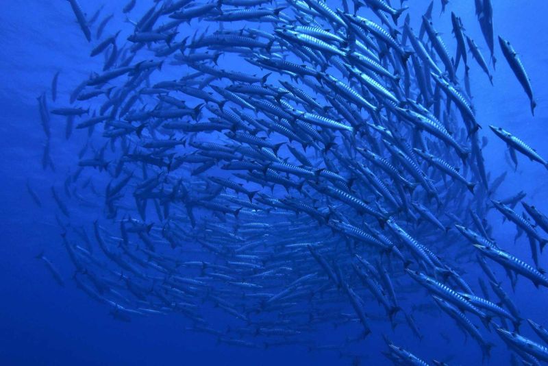 School of barracudas in the blue