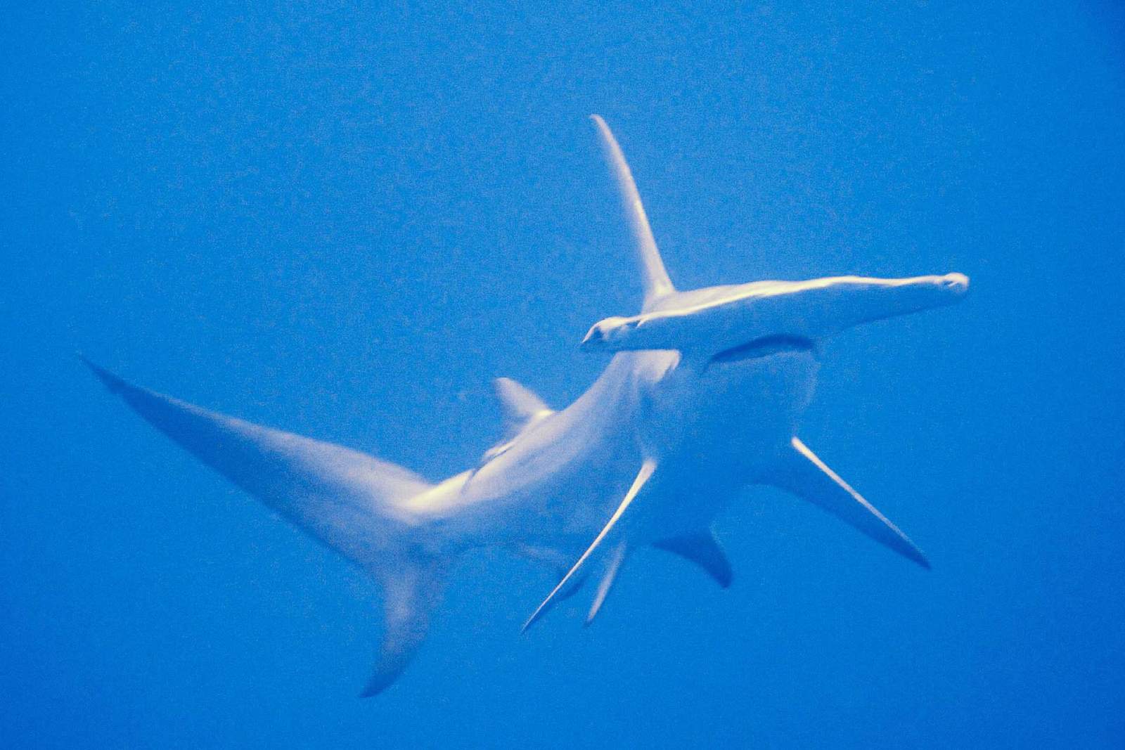 Great hammerhead in the blue in Rangiroa