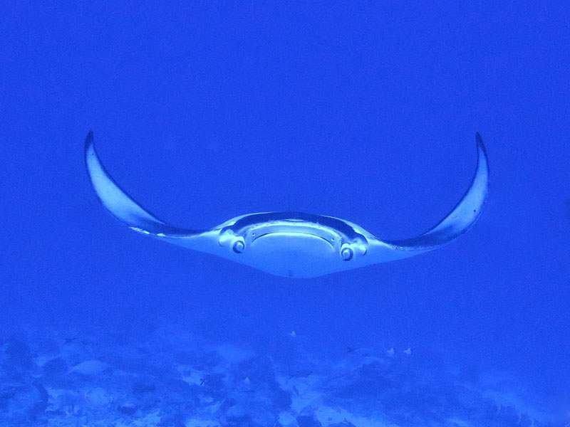 Manta ray seen from below