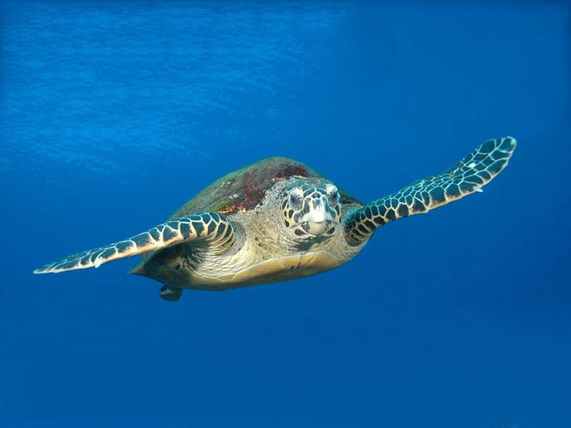 Green turtle swimming in the blue