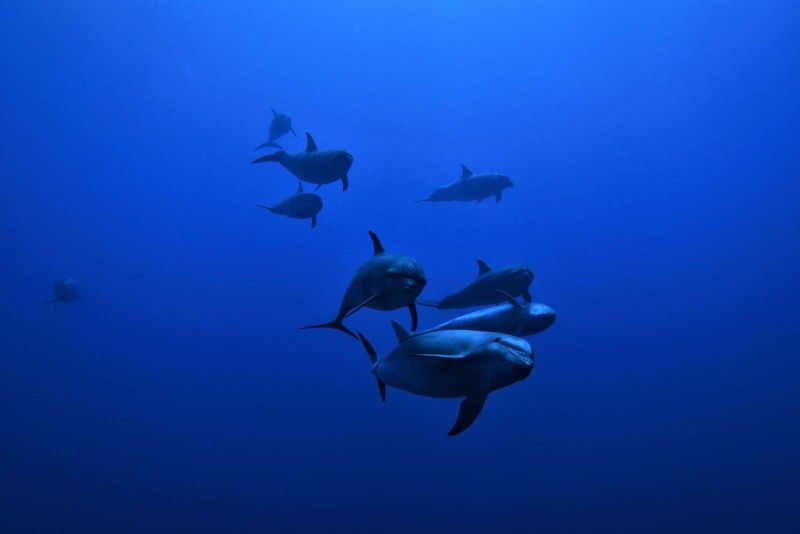 Pod of bottlenose dolphins in the blue