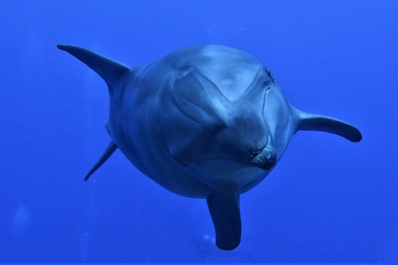 Bottlenose dolphin facing the diver in the blue