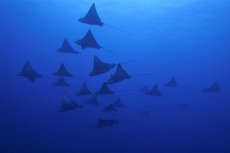Squadron of spotted eagle rays at the bottom of the Tiputa pass